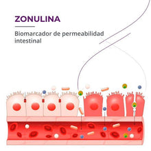 Cargar imagen en el visor de la galería, Prueba de Permeabilidad Intestinal - Zonulina